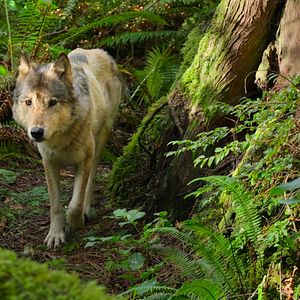 Bilder Die Insel der Küstenwölfe