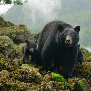 Bilder Die Insel der Küstenwölfe