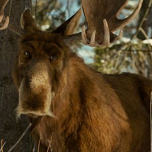 Bilder Es ist ein Elch entsprungen