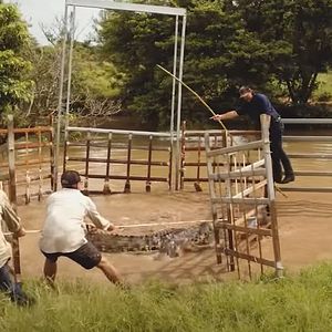 Bilder Wild Croc Territory