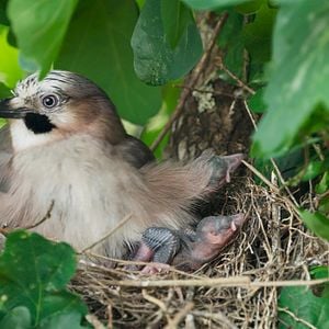 Bilder Die Eiche – Mein Zuhause