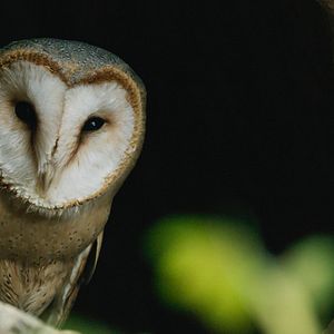 Bilder Die Eiche – Mein Zuhause