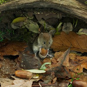 Bilder Die Eiche – Mein Zuhause