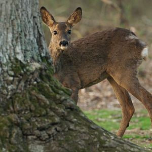 Bilder Die Eiche – Mein Zuhause