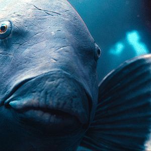 Bilder Blueback - Eine tiefe Freundschaft