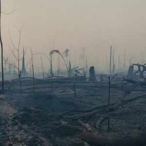 Bilder The Territory