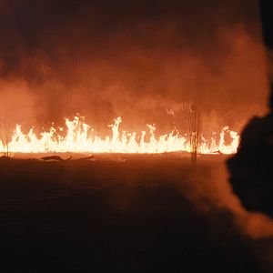 Bilder The Territory