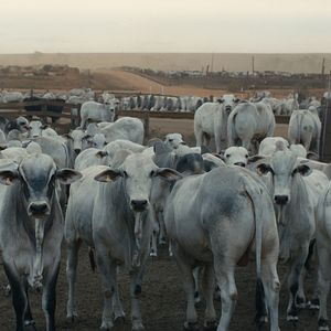 Bilder The Territory