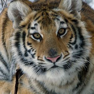 Bilder Die Legende vom Tigernest