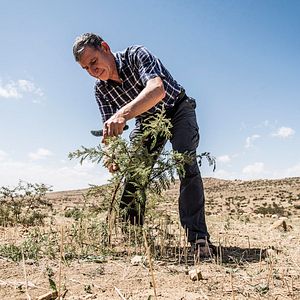 Bilder Der Waldmacher