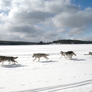 Bilder Urlaub wider Willen mit Eugene Levy
