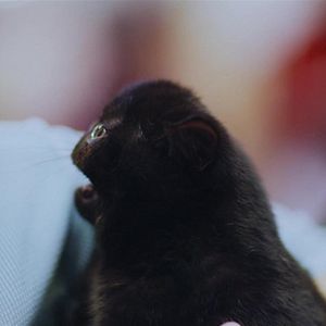 Bilder Auf alle Felle Gold!