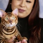 Bilder Auf alle Felle Gold!