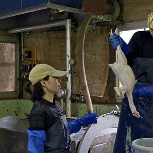 Bilder Miyama, Kyoto Prefecture