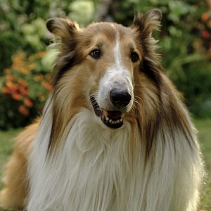 Bilder Lassie - Ein neues Abenteuer