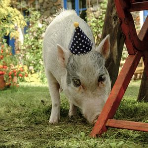 Bilder Lassie - Ein neues Abenteuer