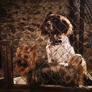 Bilder Lassie - Ein neues Abenteuer