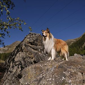 Bilder Lassie - Ein neues Abenteuer