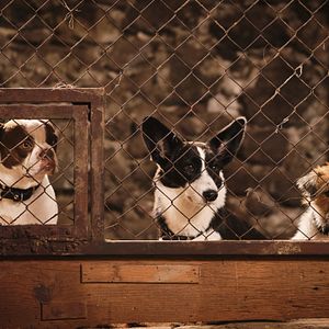 Bilder Lassie - Ein neues Abenteuer