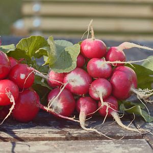 Bilder Ernte teilen - Anders Ackern für die Zukunft