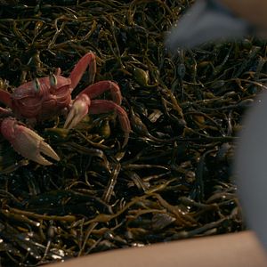 Bilder Arielle, die Meerjungfrau