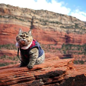 Bilder Cat Daddies - Freunde für sieben Leben