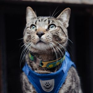 Bilder Cat Daddies - Freunde für sieben Leben