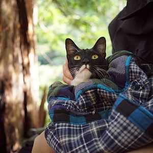 Bilder Cat Daddies - Freunde für sieben Leben