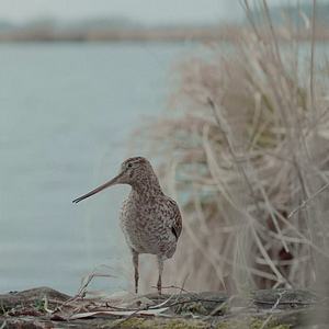 Bilder Die toten Vögel sind oben