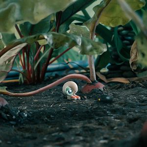 Bilder Marcel The Shell With Shoes On