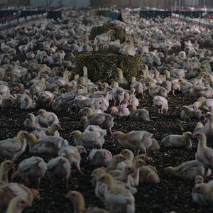 Bilder Vergiftet: Die schmutzige Wahrheit über unser Essen