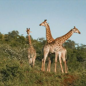 Bilder Thabo - Das Nashorn-Abenteuer