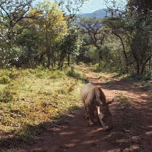 Bilder Thabo - Das Nashorn-Abenteuer
