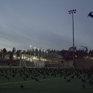 Bilder Krähen - Die Natur beobachtet uns