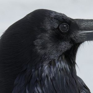 Bilder Krähen - Die Natur beobachtet uns