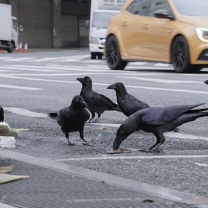 Bilder Krähen - Die Natur beobachtet uns