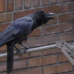 Bilder Krähen - Die Natur beobachtet uns