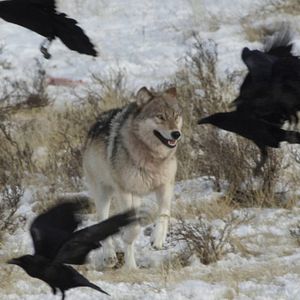 Bilder Krähen - Die Natur beobachtet uns