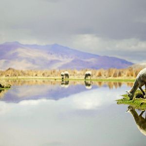 Bilder Trail der Träume