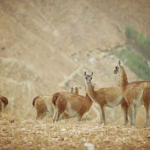 Bilder Trail der Träume