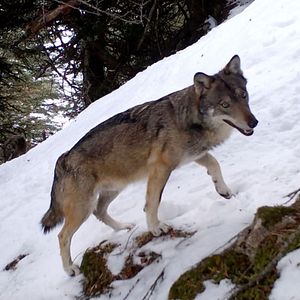 Bilder Vivre avec les loups