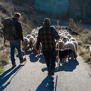 Bilder Vivre avec les loups