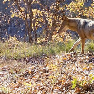 Bilder Vivre avec les loups