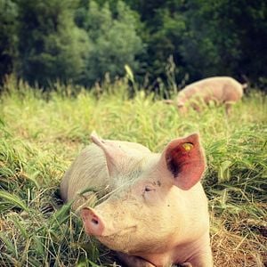 Bilder Wir und das Tier - Ein Schlachthausmelodram