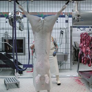 Bilder Wir und das Tier - Ein Schlachthausmelodram