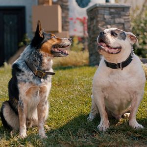 Bilder Hunde - allein zu Haus