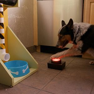 Bilder Hunde - allein zu Haus