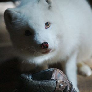 Bilder Die Abenteuer von Kina & Yuk