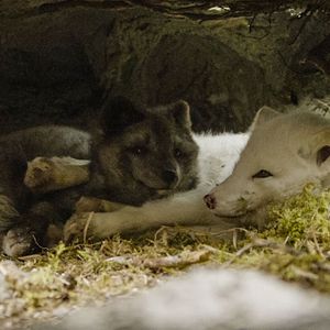 Bilder Die Abenteuer von Kina & Yuk