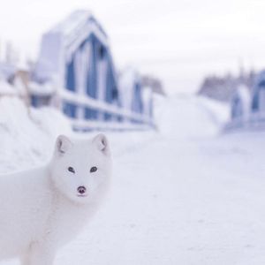 Bilder Die Abenteuer von Kina & Yuk